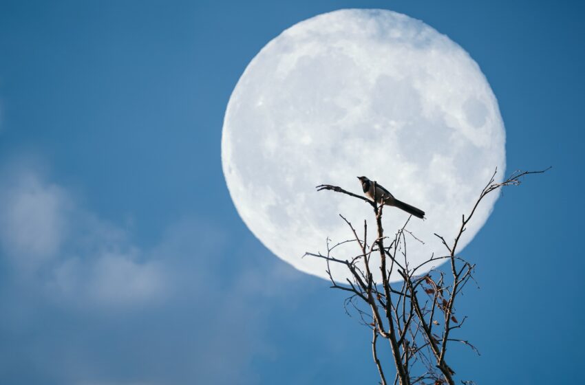  O Poder da Superlua: Um Espetáculo Celestial!